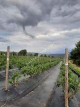İzmit Kandıra Yolu Yassıbağ Tekkeköy'De 7,5 Dönüm