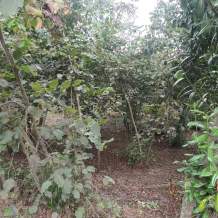 Ortahisar Geçit Mahallesinde Satılık Fındık Bahçesi.