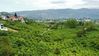 Trabzon Gölçayır Da Satılık 997 M2 Arsa