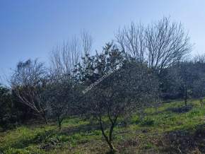 Hamzalıda Satılık Portakal Bahçesi