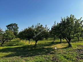 Pamukova Mekece Mah.de 3080 M2 Ayva Bahçesi Satılık.