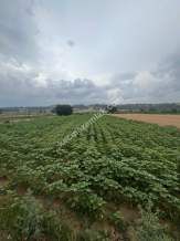 Adana,Karaisalı,Çakallı Köyünde Satılık Tarla.