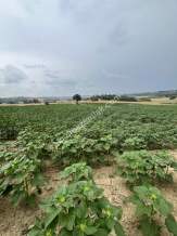 Adana, Karaisalı, Çakallı Köyünde Satılık Tarla