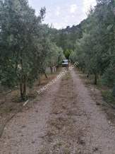 Serik Akbaş Satılık Zeytin Bahçesi Ve Prefabrik Ev