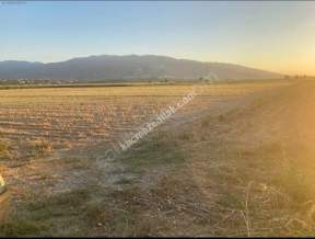 Kaçmaz Emlak Nazilliden Kuyucakta Satılık Fırsat Tarla