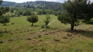 Çanakkale Bayramiç Kaz Dağları Satılık Lavanta Bahçesi