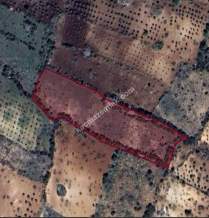 Bağbaşında 8750 M2 Tek Tapu Uygun Tarla