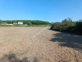 Kocaeli Kandıra Karaağaç 20 Dönüm Yatırımlık İki Tarla