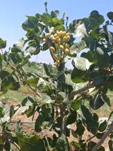 Kızıltepe Remoke Köyünde Satılık Fıstık Tarlası