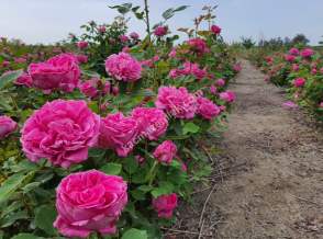 Niğde’de Şam Gülü Çiftliği Satışta!