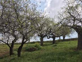 Siirt Tillo Hatrant Yolu Üzeri Satılık 5 Dönüm Tarla