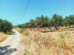 Tekirdağ Şarköy Aşağıkalamış Mah. Satılık Zeytinlik