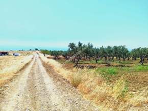 Tekirdağ Şarköy Eriklice Mahallesi Satılık Zeytinlik