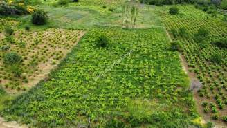 Tekirdağ Şarköy Güzelköy Mahallesi Satılık Tarla