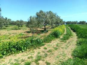 Tekirdağ Şarköy İğdebağları Mahallesi Satılık Zeytinlik