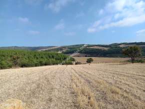 Tekirdağ Şarköy İstiklal Mahallesi Satılık Tarla