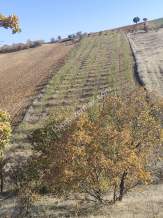 Uşak Eşme Karaahmetli Köyünde Satılık Badem Bahçesi