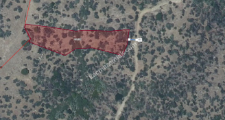 Aydın Söke Kaykıllı Satılık 4428M2 Zeytinlik