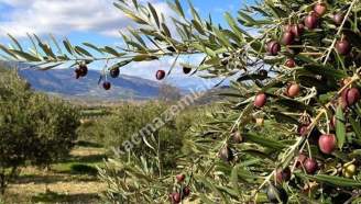 Mudanya Çepnide Satılık Zeytinlik