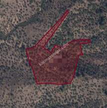 Milas'Ta Satılık Zeytinlik Tarla