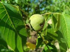 Tekirdağ Şarköy Çınarlı Mahallesi Satılık Zeytinlik