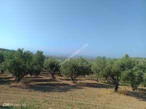 Tekirdağ Şarköy İğdebağları Mahallesi Satılık Zeytinlik