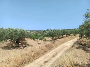 Tekirdağ Şarköy İğdebağları Satılık 22.660M2 Zeytinlik