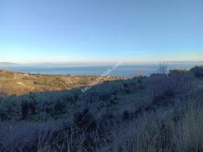 Tekirdağ Şarköy Yukarıkalamış Mah. Satılık Zeytinlik