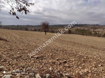 Gülnarda Kiralık Tarla 14