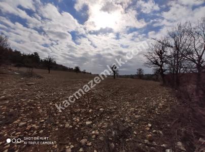 Gülnarda Kiralık Tarla 6