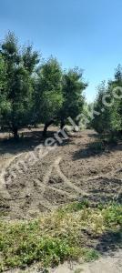 Bursa Gürsu Ağaköy Satılık Arazi 2.5 Dönüm(Opsiyonlu) 18