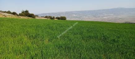 Denizli Sarayköy Sazakta Satılik Arazl Güneş Paneli İç 17