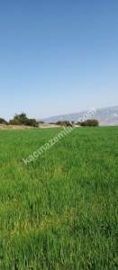 Denizli Sarayköy Sazakta Satılik Arazl Güneş Paneli İç 16