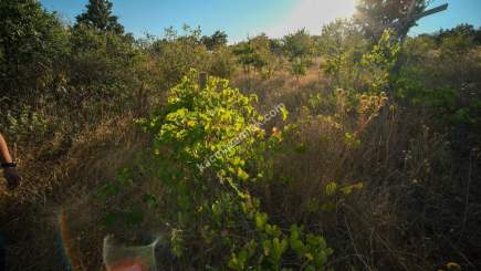 Kırklareli Yörükbayır Köyü Çiftlik Yapımına Uygun Arazi 11