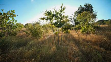 Kırklareli Yörükbayır Köyü Çiftlik Yapımına Uygun Arazi 19
