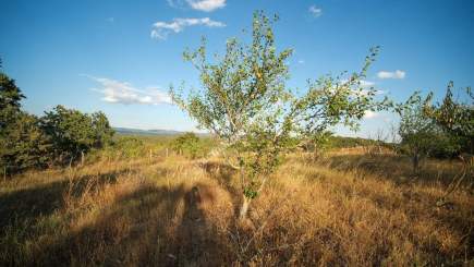 Kırklareli Yörükbayır Köyü Çiftlik Yapımına Uygun Arazi 10