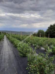 İzmit Kandıra Yolu Yassıbağ Tekkeköy'de 7,5 Dönüm 32