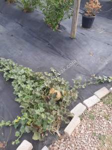 İzmit Kandıra Yolu Yassıbağ Tekkeköy'de 7,5 Dönüm 13