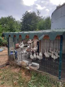 İzmit Kandıra Yolu Yassıbağ Tekkeköy'de 7,5 Dönüm 9