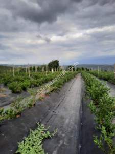 İzmit Kandıra Yolu Yassıbağ Tekkeköy'de 7,5 Dönüm 4