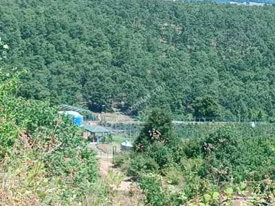 İzmit Kandıra Yolu Yassıbağ Tekkeköy'de 7,5 Dönüm 25