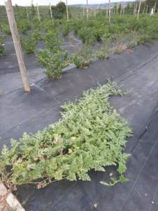 İzmit Kandıra Yolu Yassıbağ Tekkeköy'de 7,5 Dönüm 13