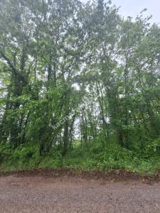 Sakarya Adapazarı Büyükhatap'lı Köyünde Yatırımlık Kaç 14