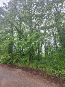 Sakarya Adapazarı Büyükhatap'lı Köyünde Yatırımlık Kaç 11