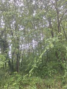 Sakarya Adapazarı Büyükhatap'lı Köyünde Yatırımlık Kaç 6