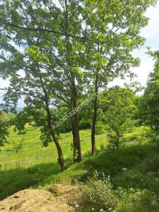 Sakarya Adapazarı Kayrancık 'Ta Doğayla İç İçe Yatırım 11