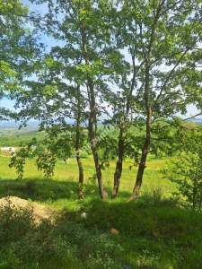 Sakarya Adapazarı Kayrancık 'Ta Doğayla İç İçe Yatırım 7