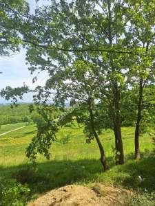 Sakarya Adapazarı Kayrancık 'Ta Doğayla İç İçe Yatırım 2