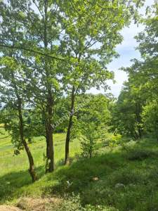 Sakarya Adapazarı Kayrancık 'Ta Doğayla İç İçe Yatırım 8