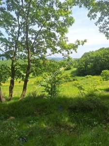 Sakarya Adapazarı Kayrancık 'Ta Doğayla İç İçe Yatırım 5